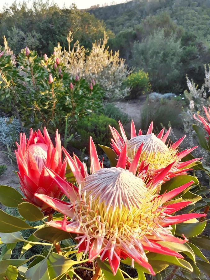 Woodlands Self Catering Hotel Knysna Bagian luar foto
