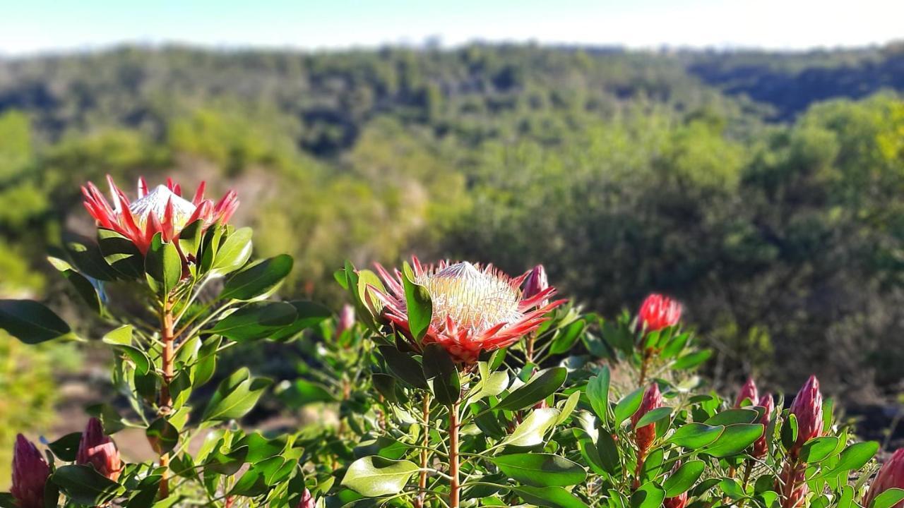 Woodlands Self Catering Hotel Knysna Bagian luar foto
